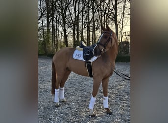 Hanoverian, Gelding, 4 years, 16,1 hh, Chestnut-Red