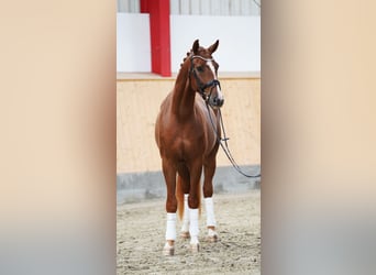 Hanoverian, Gelding, 4 years, 16,1 hh, Chestnut-Red