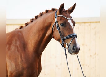 Hanoverian, Gelding, 4 years, 16,1 hh, Chestnut-Red