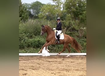 Hanoverian, Gelding, 4 years, 16,1 hh, Chestnut-Red