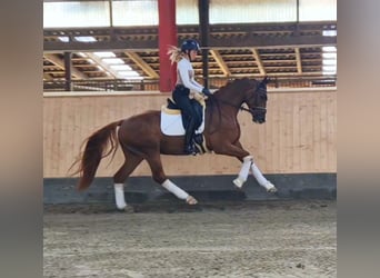 Hanoverian, Gelding, 4 years, 16,1 hh, Chestnut-Red
