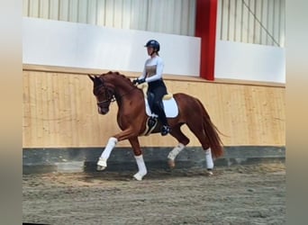 Hanoverian, Gelding, 4 years, 16,1 hh, Chestnut-Red