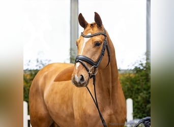 Hanoverian, Gelding, 4 years, 16,1 hh, Chestnut-Red