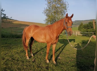 Hanoverian, Gelding, 4 years, 16,1 hh, Chestnut-Red