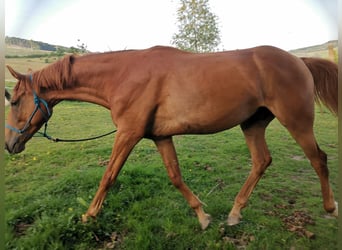 Hanoverian, Gelding, 4 years, 16,1 hh, Chestnut-Red