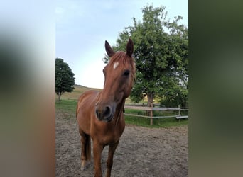 Hanoverian, Gelding, 4 years, 16,1 hh, Chestnut-Red