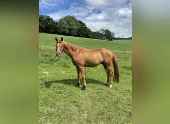 Hanoverian, Gelding, 4 years, 16,1 hh, Chestnut-Red
