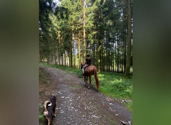 Hanoverian, Gelding, 4 years, 16,1 hh, Chestnut-Red