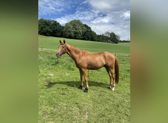 Hanoverian, Gelding, 4 years, 16,1 hh, Chestnut-Red