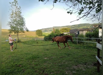 Hanoverian, Gelding, 4 years, 16,1 hh, Chestnut-Red