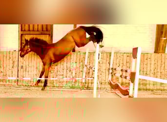 Hanoverian, Gelding, 4 years, 16,1 hh, Chestnut-Red