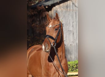 Hanoverian, Gelding, 4 years, 16,1 hh