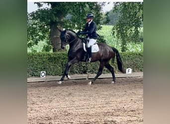 Hanoverian, Gelding, 4 years, 16,1 hh, Smoky-Black