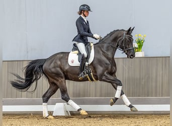 Hanoverian, Gelding, 4 years, 16,1 hh, Smoky-Black