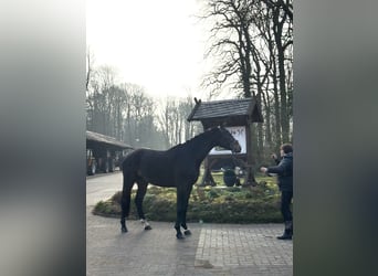 Hanoverian, Gelding, 4 years, 16,2 hh, Bay-Dark