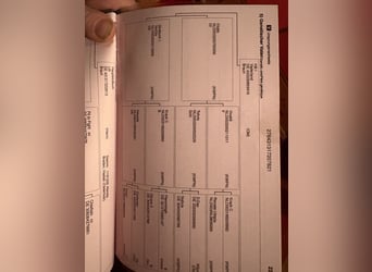 Hanoverian, Gelding, 4 years, 16,2 hh, Bay-Dark