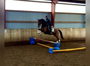 Hanoverian, Gelding, 4 years, 16,2 hh, Bay-Dark