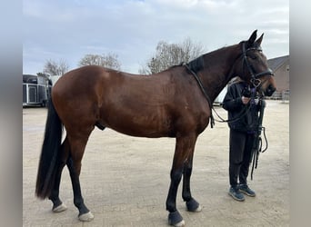 Hanoverian, Gelding, 4 years, 16,2 hh, Bay-Dark