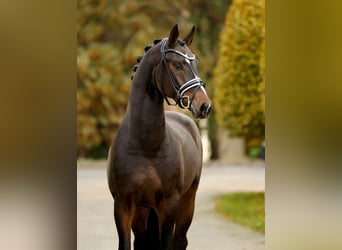 Hanoverian, Gelding, 4 years, 16,2 hh, Bay-Dark