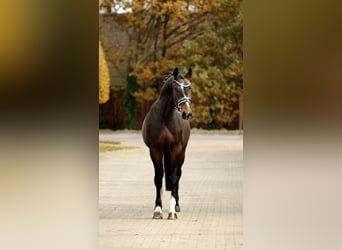 Hanoverian, Gelding, 4 years, 16,2 hh, Bay-Dark