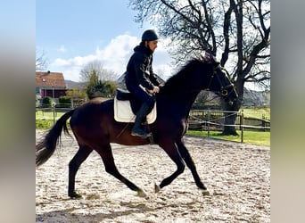 Hanoverian, Gelding, 4 years, 16,2 hh, Black