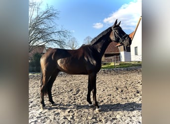 Hanoverian, Gelding, 4 years, 16,2 hh, Black