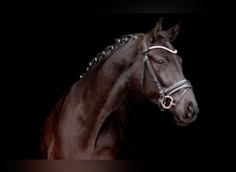 Hanoverian, Gelding, 4 years, 16,2 hh, Black