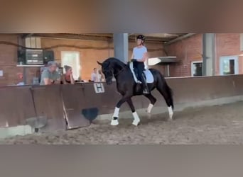 Hanoverian, Gelding, 4 years, 16,2 hh, Black