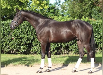 Hanoverian, Gelding, 4 years, 16,2 hh, Black