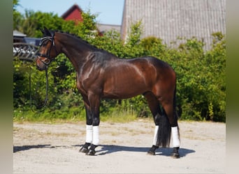Hanoverian, Gelding, 4 years, 16,2 hh, Brown