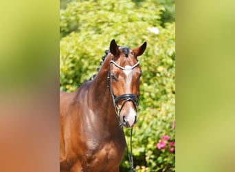 Hanoverian, Gelding, 4 years, 16,2 hh, Brown