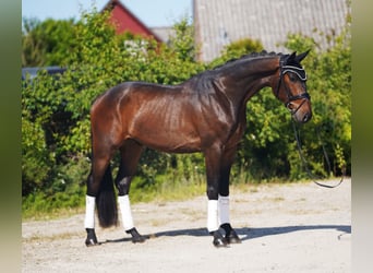 Hanoverian, Gelding, 4 years, 16,2 hh, Brown