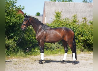 Hanoverian, Gelding, 4 years, 16,2 hh, Brown