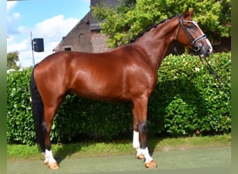 Hanoverian, Gelding, 4 years, 16,2 hh, Brown