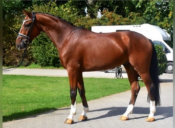 Hanoverian, Gelding, 4 years, 16,2 hh, Brown
