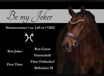 Hanoverian, Gelding, 4 years, 16,2 hh, Brown