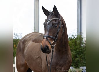 Hanoverian, Gelding, 4 years, 16,2 hh, Brown