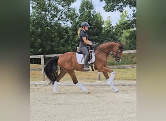 Hanoverian, Gelding, 4 years, 16,2 hh, Brown