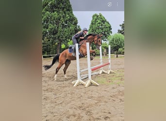 Hanoverian, Gelding, 4 years, 16,2 hh, Brown