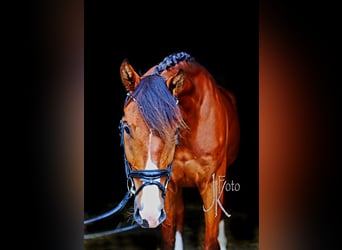 Hanoverian, Gelding, 4 years, 16,2 hh, Brown