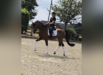 Hanoverian, Gelding, 4 years, 16,2 hh, Brown