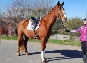 Hanoverian, Gelding, 4 years, 16,2 hh, Chestnut-Red