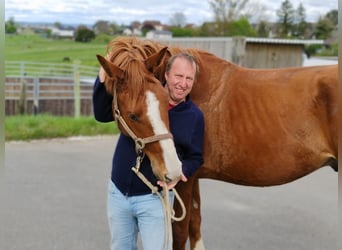 Hanoverian, Gelding, 4 years, 16,2 hh, Chestnut-Red