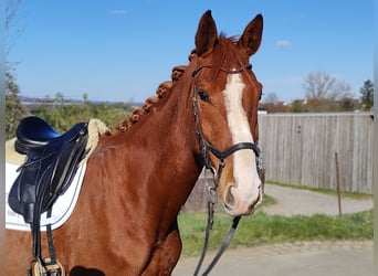 Hanoverian, Gelding, 4 years, 16,2 hh, Chestnut-Red