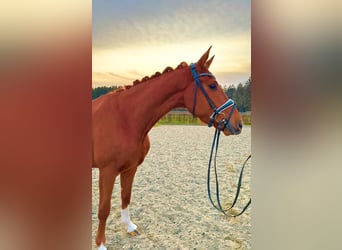 Hanoverian, Gelding, 4 years, 16,2 hh, Chestnut-Red