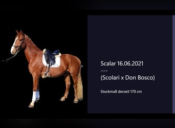 Hanoverian, Gelding, 4 years, 16,2 hh, Chestnut-Red