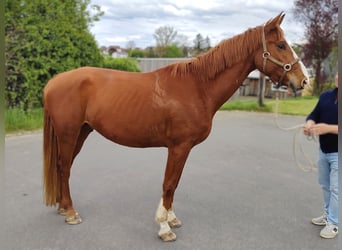 Hanoverian, Gelding, 4 years, 16,2 hh, Chestnut-Red
