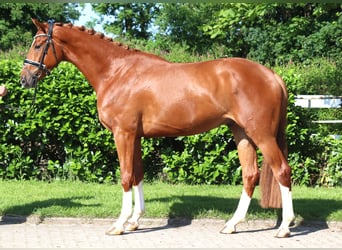 Hanoverian, Gelding, 4 years, 16,2 hh, Chestnut-Red