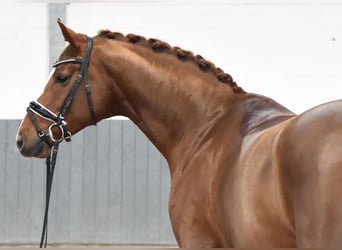 Hanoverian, Gelding, 4 years, 16,2 hh, Chestnut-Red