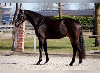 Hanoverian, Gelding, 4 years, 16,2 hh, Smoky-Black